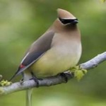 image of bird
