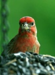image of house_finch #10