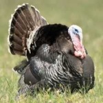image of bird