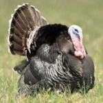 image of wild_turkey #11