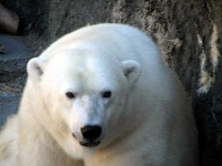 image of ice_bear