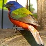 image of bird