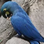 image of lears_macaw #25