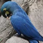 image of bird