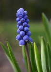 image of flower