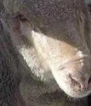 image of animal