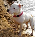 image of animal