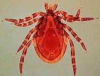 image of tick