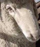 image of animal