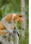 image of proboscis_monkey