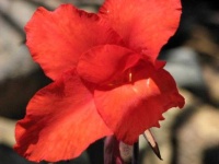 image of flower