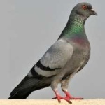 image of bird