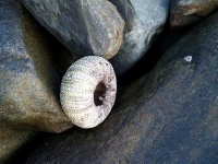image of sea_urchin