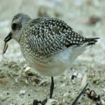 image of bird