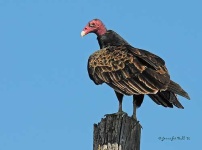image of vulture