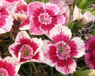 image of flower