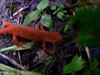 image of eft