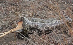 image of rock_python