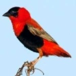 image of bird