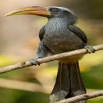 image of bird