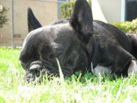 image of french_bulldog #14