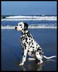 image of dalmatian