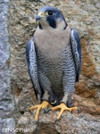 image of falcon