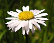 image of flower