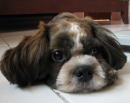 image of shih_tzu