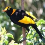 image of bird