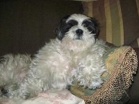 image of shih_tzu