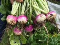 image of turnip #27