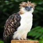 image of bird