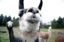 image of llama