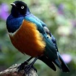 image of bird