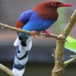 image of bird