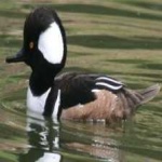 image of bird