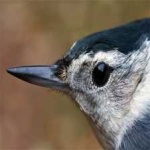 image of bird