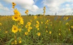 image of grassland
