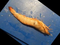 image of fish