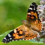 image of animal