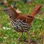 image of brown_thrasher #6