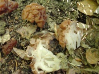 image of gyromitra