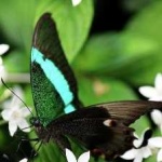 image of banded_butterfly #173