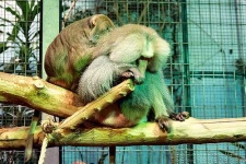 image of baboon