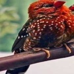 image of bird