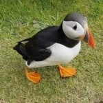 image of bird
