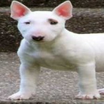 image of animal