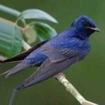 image of bird