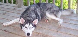 image of siberian_husky #34